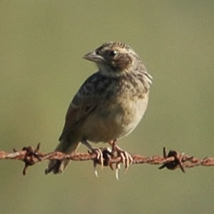 Australasianbushlark.jpg