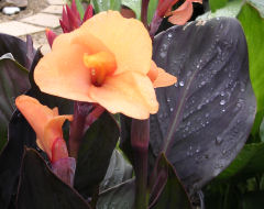 Canna TheresaBlakey 1061