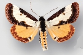 Eudryas unio male.jpg