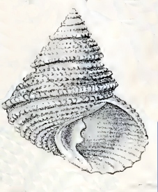 Turcica monilifera 001