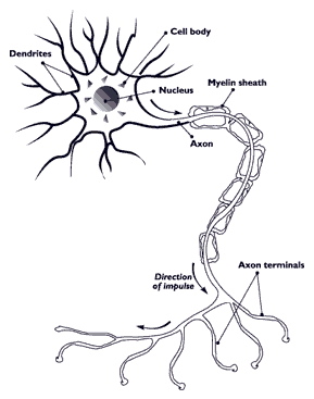 Nerve.nida