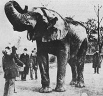 JumboElephant