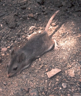 Southern grasshopper mouse.jpg