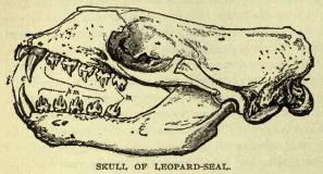 Leopardsealskull