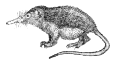 Dixi-Solenodon cubanus.png