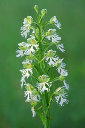 Platanthera leucophaea.jpg