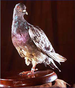 Cher Ami cropped.jpg