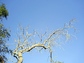 Arbol-y-cielo