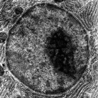 Nucleus&Nucleolus