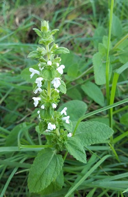 Phyllostegia racemosa.jpg