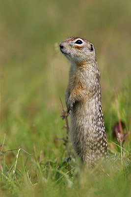 Spermophilus suslicus (G Lesniewski).jpg