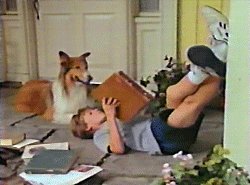 New Lassie 1989