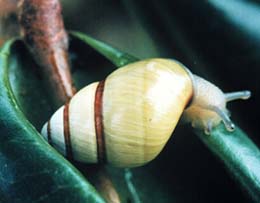 Achatinella