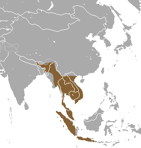 Long-tongued Fruit Bat area.png