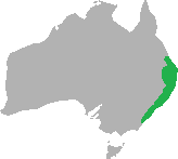 Ailuroedus crassirostrus range.png