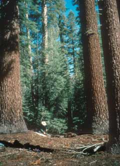 Upper montane veg zone in Yosemite.jpg