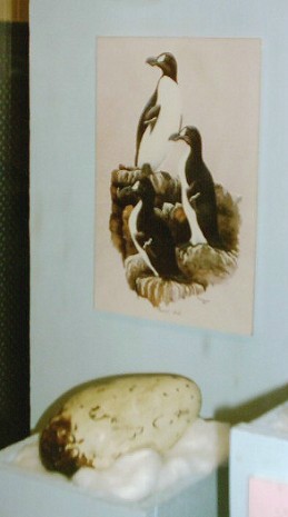 Great Auk egg at Ipswich Museum