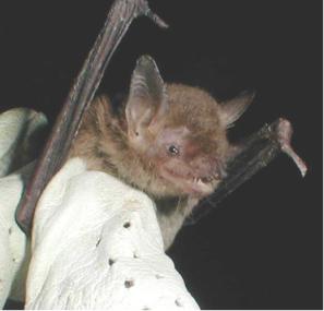 Cave Myotis.jpg