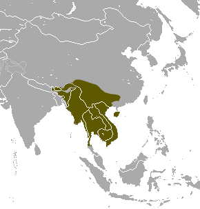 Northern Treeshrew area.png