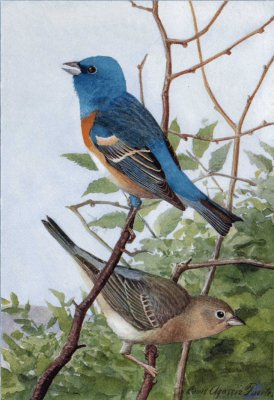 I087b Lazuli Bunting