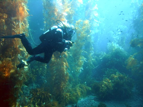 thumbKelp forest