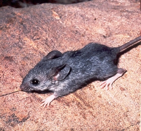 Peromyscus eremicus.jpg