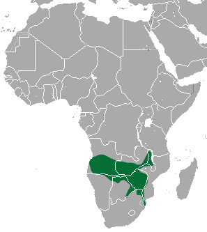 Selous' Mongoose area.png