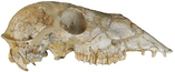 Hemiauchenia macrocephala skull.png