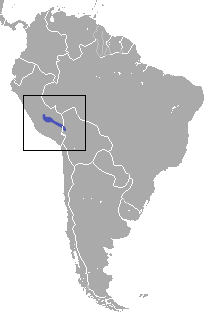 Incan Shrew Opossum area.png