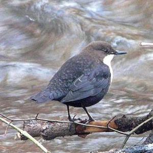 Cinclus cinclus -Scotland-4-4c