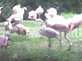 Grupo de flamencos