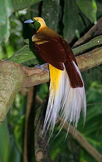 Lesser Bird of Paradise.jpg