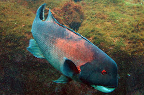 Sheephead photo.jpg