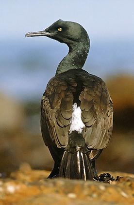 Phalacrocoraxneglectus.jpg