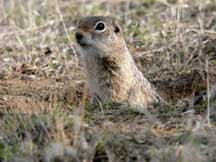 Washington-ground-squirrel-.jpg