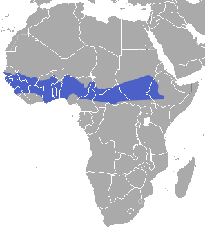 Gambian Epauletted Fruit Bat area.png