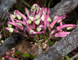 Canoelands-East-track06-Hakea-bakeriana