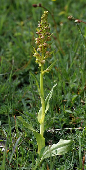 Coeloglossum viride 01 mg-k