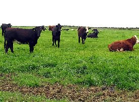 Cattle near Duncormick