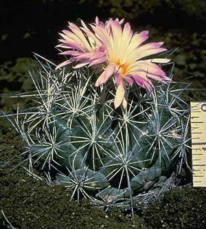 Nightblooming cactus.jpg