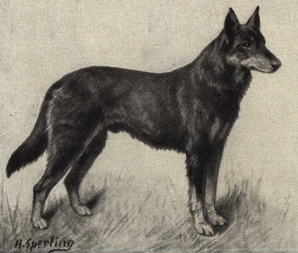 German Shepherd Portrait