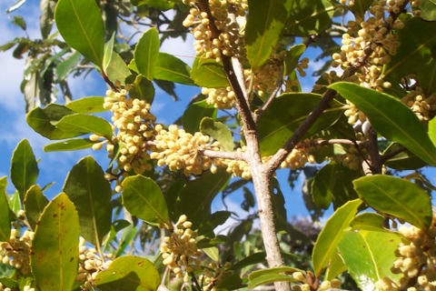 Myrsine variabilis Norah Head