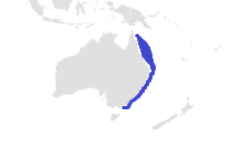 Eastern Angelshark Range.png