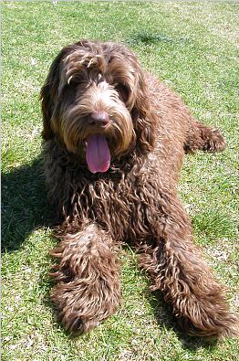 Labradoodle Brown.jpg