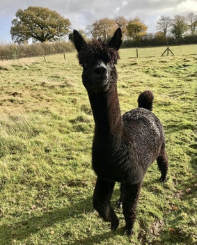 Geronimo (alpaca).jpg