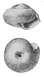 Edentulina moreleti shell 3