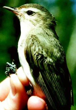 Vireo gilvus