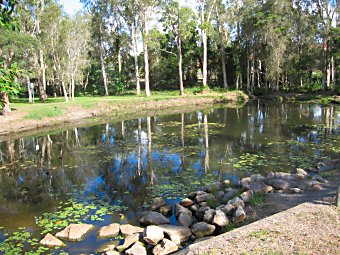 Golden pond wetlands calamvale.jpg