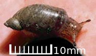 Nps KanabAmbersnail