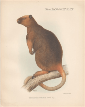 Dendrolagus mayri illustration Rothschild and Dollman 1936 ZSL monograph.png